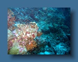 Helengeli 309